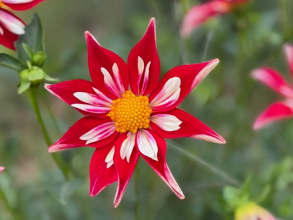 Dahlia 'Christmas Star'