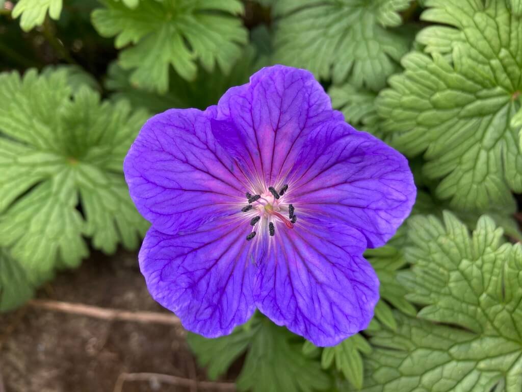 Geranium himalayense 'Gravetye'