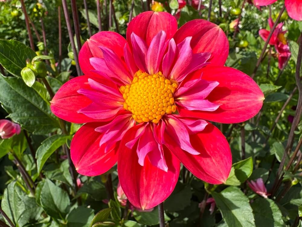 Dahlia 'Pipsqueak'