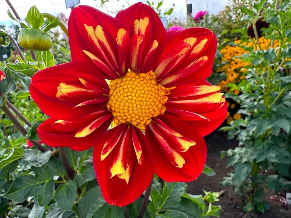 Dahlia 'Heartthrob'
