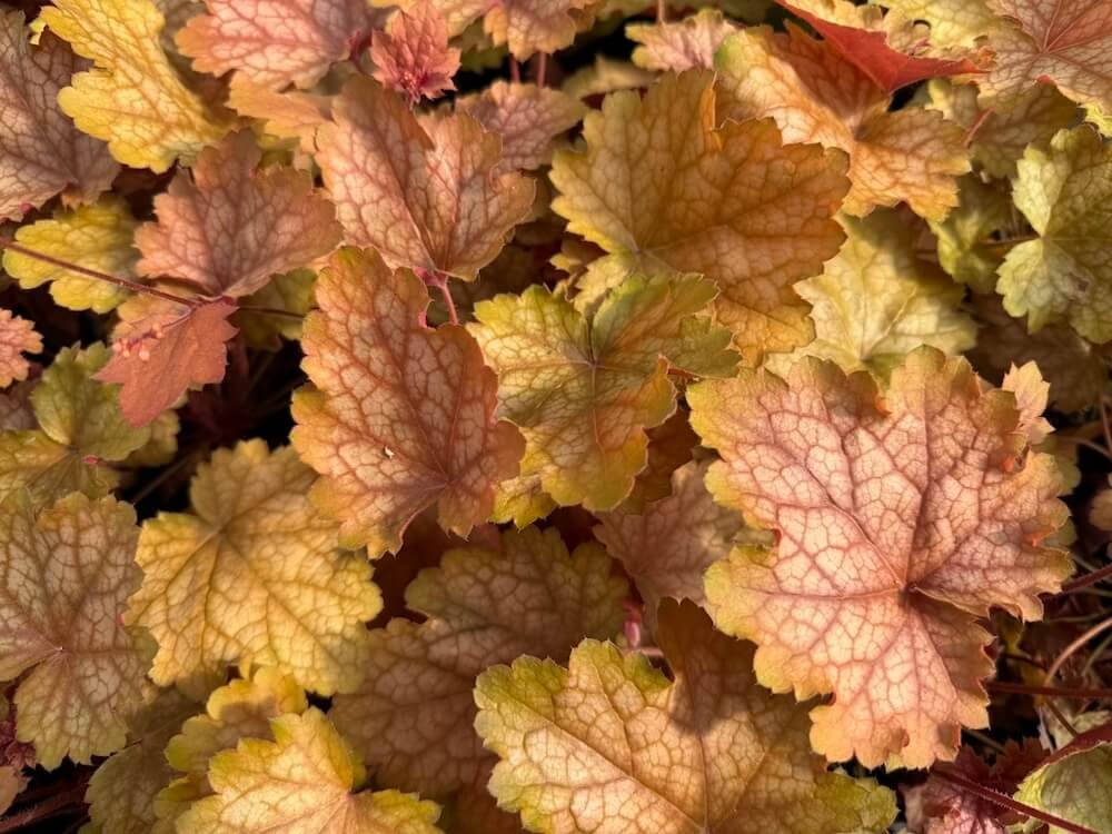 Heuchera 'Carnival Fall Festival'