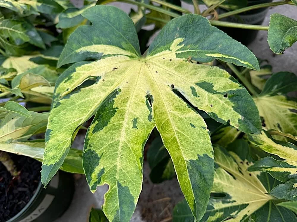 Fatsia japonica 'Variegata'