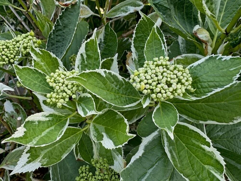 Hydrangea macrophylla 'Variegata'