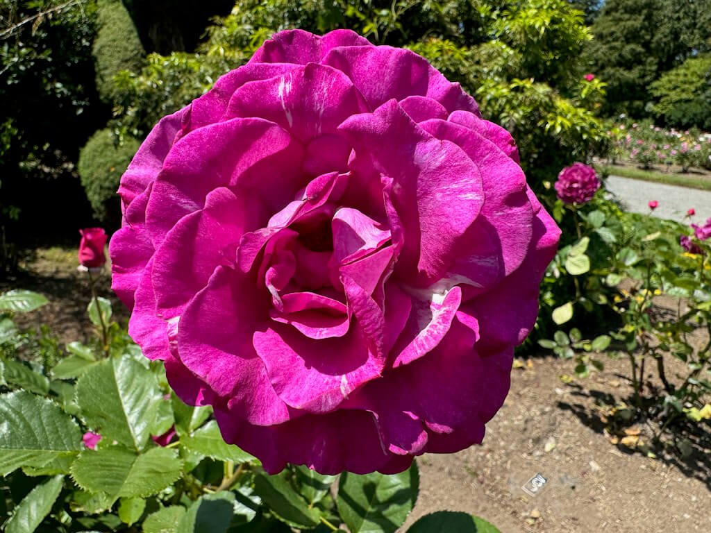 Rosa 'Melody Parfumee'