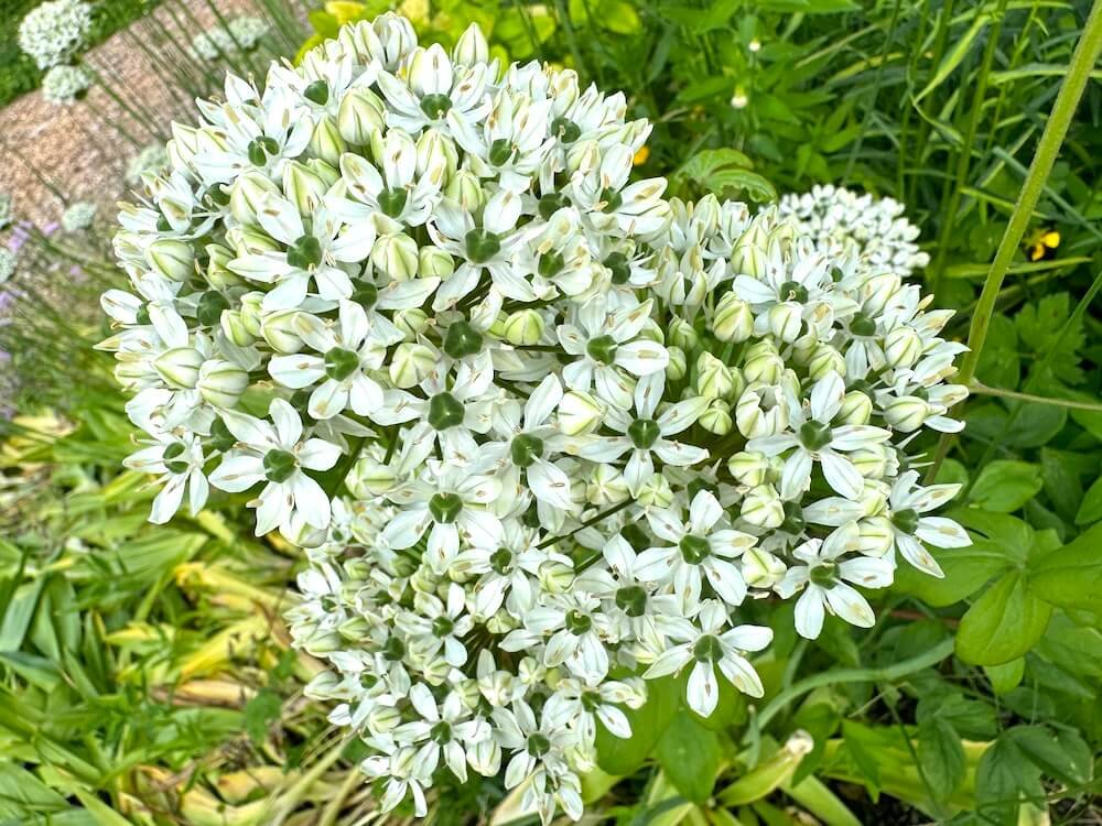 Allium stipitatum 'Mt. Everest'