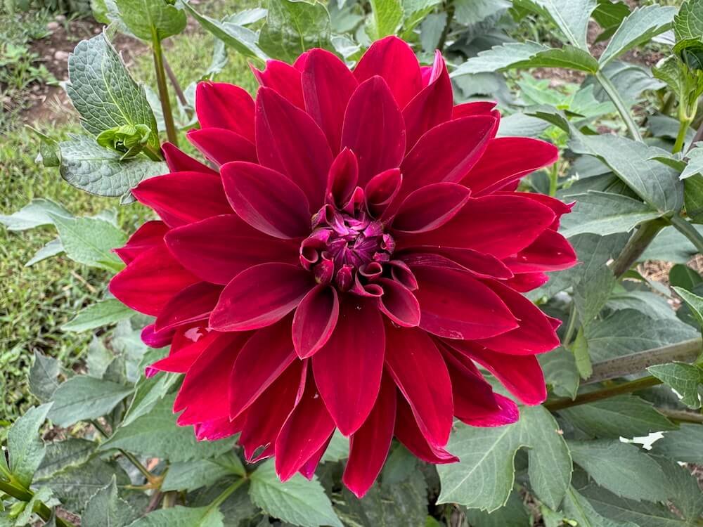 Dahlia 'Deborah Renae'
