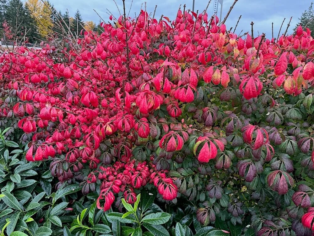 Euonymus alatus ‘Monstrosus’