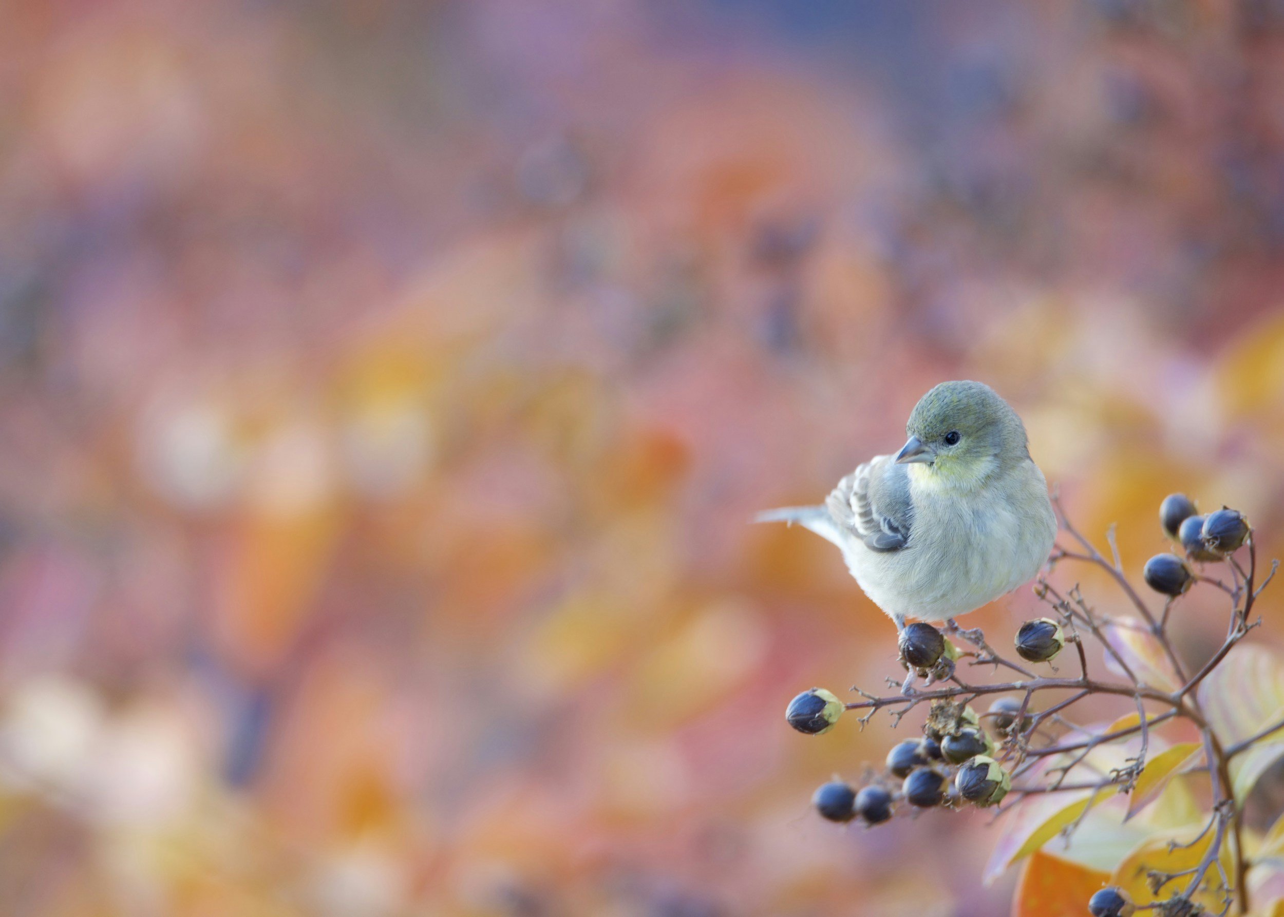 Best Shrubs for Birds