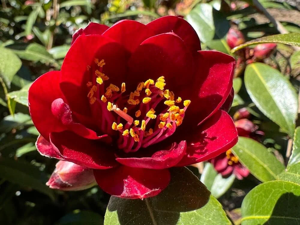 Camellia x williamsii 'Night Rider'