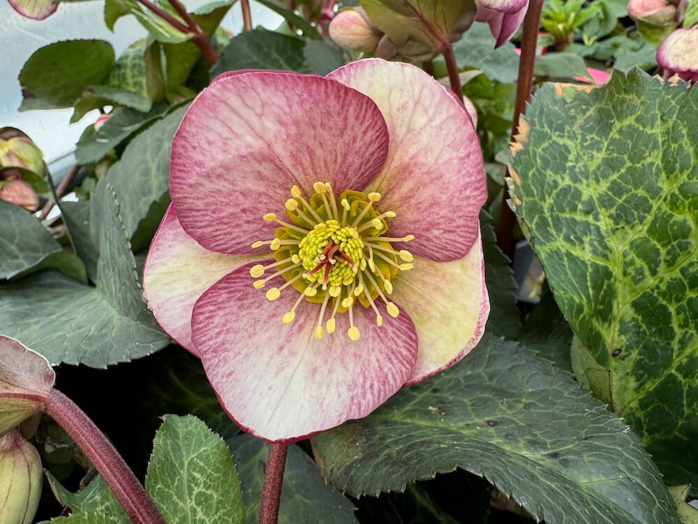 Helleborus x iburgensis 'Glenda's Gloss'