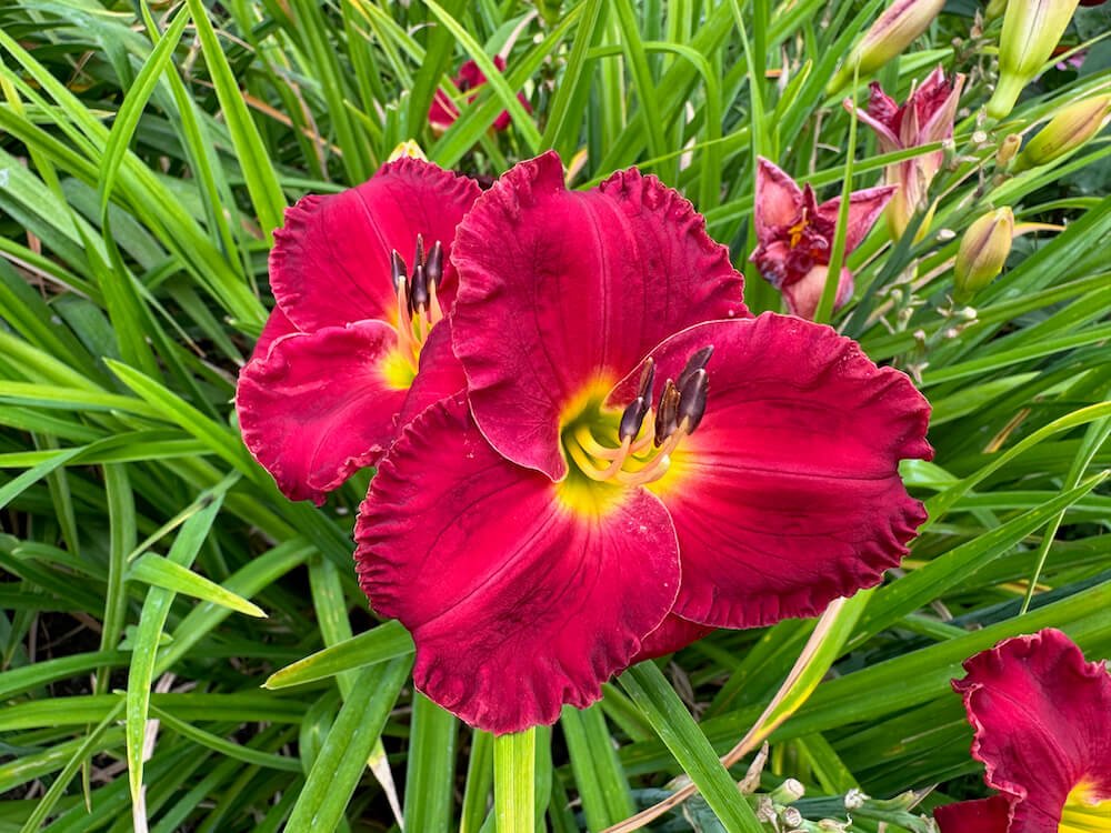 Hemerocallis 'Early Bird Cardinal'