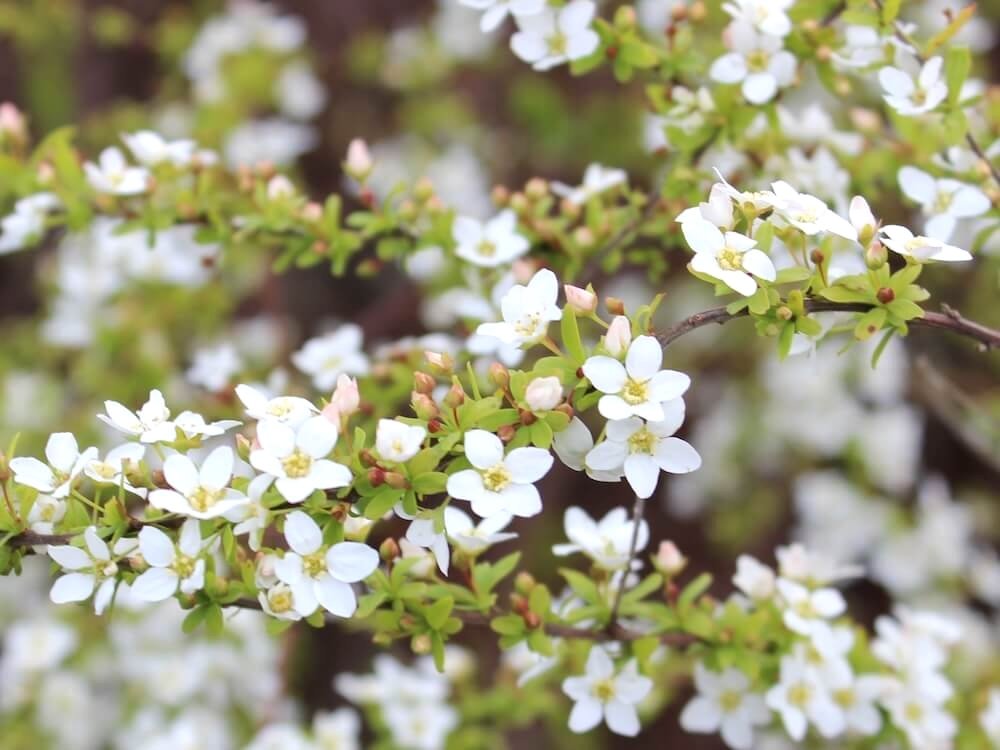 Spiraea thunbergii 'Ogon'