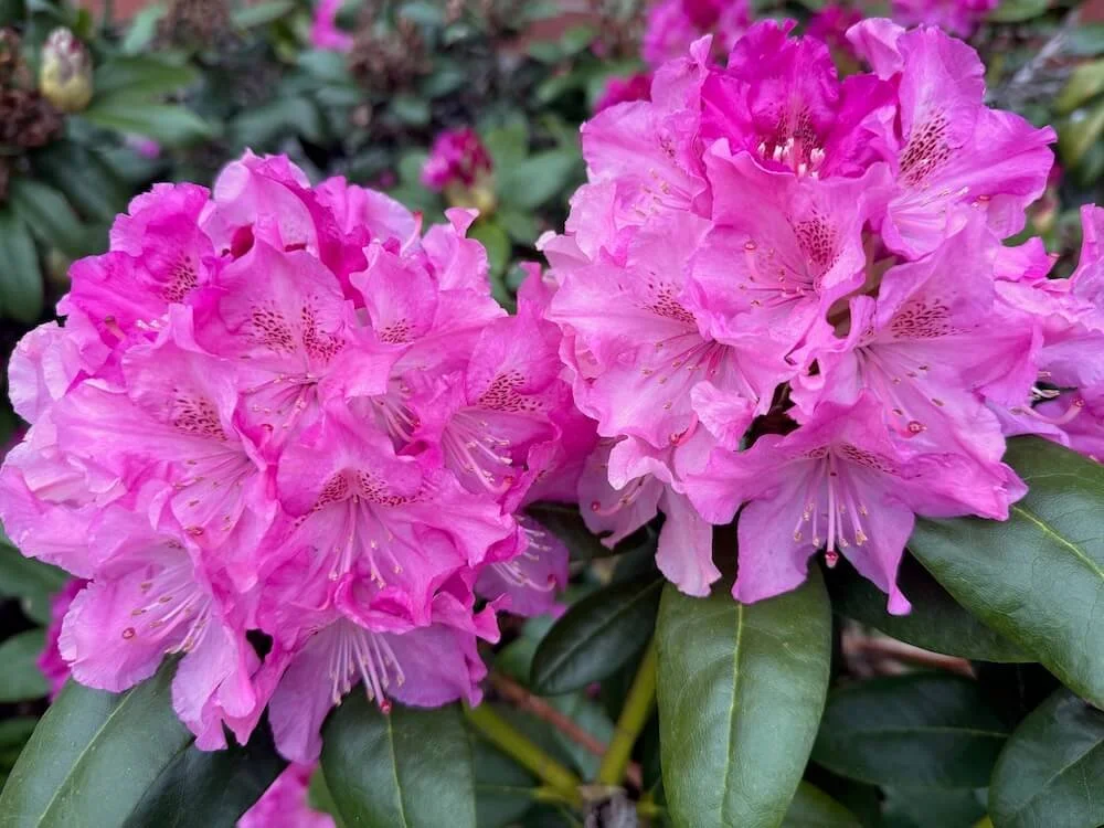 Rhododendron 'Dr. H.C. Dresselhuys'