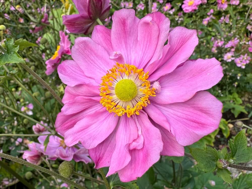 Anemone hupehensis 'Bressingham Glow'
