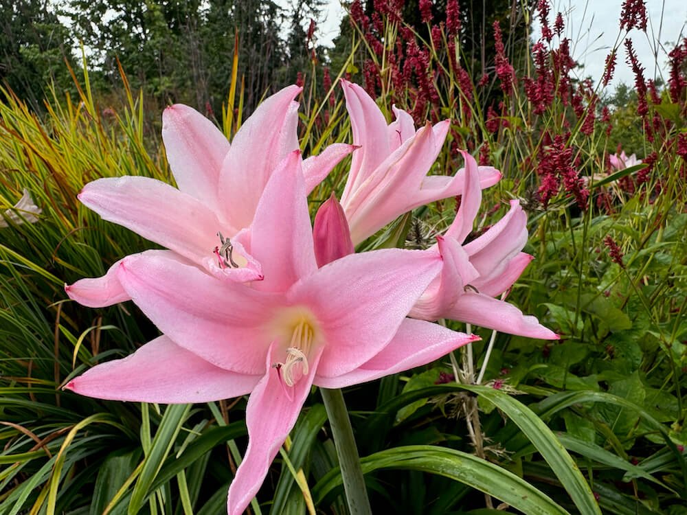 x Amarcrinum