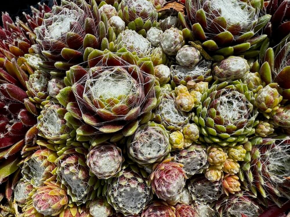 Sempervivum 'Cobwebs'
