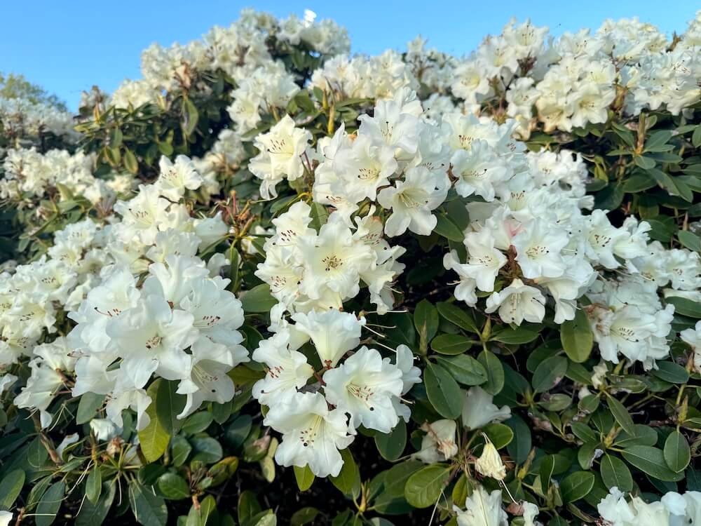 Rhododendron x ‘Unique’