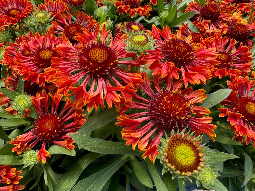 Seed Producing Perennials