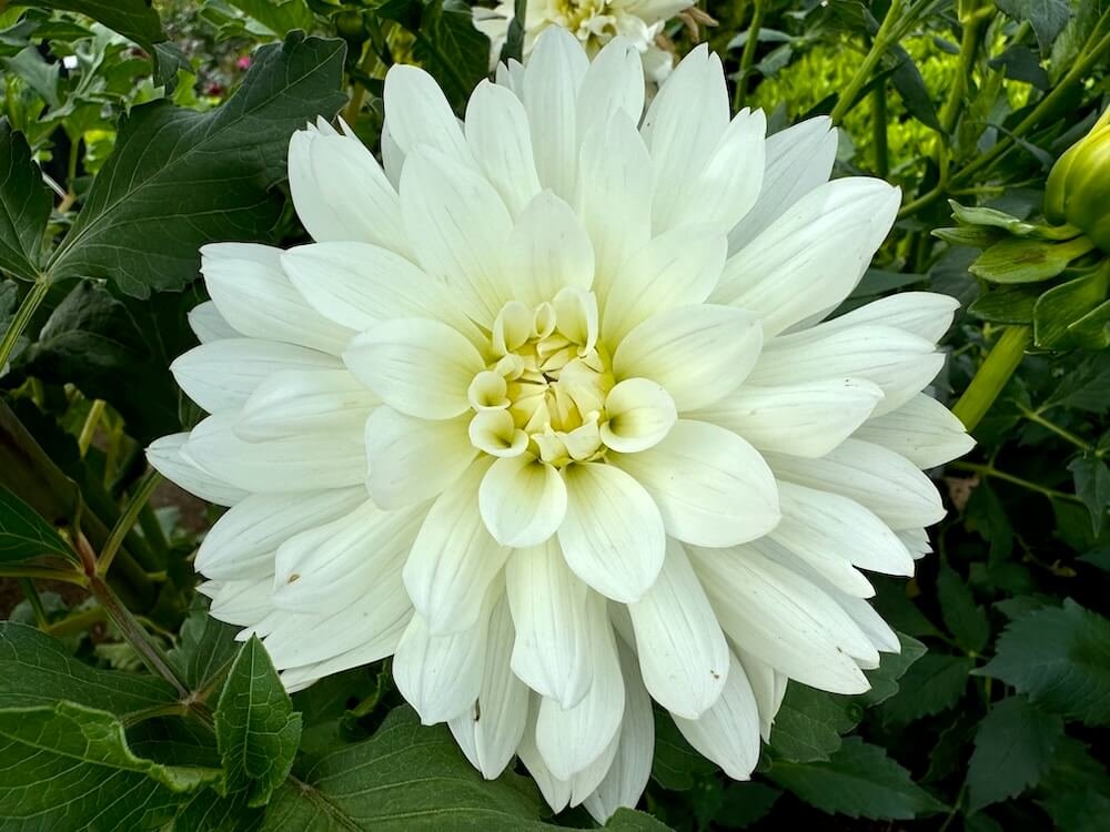 Dahlia 'Snowflake'