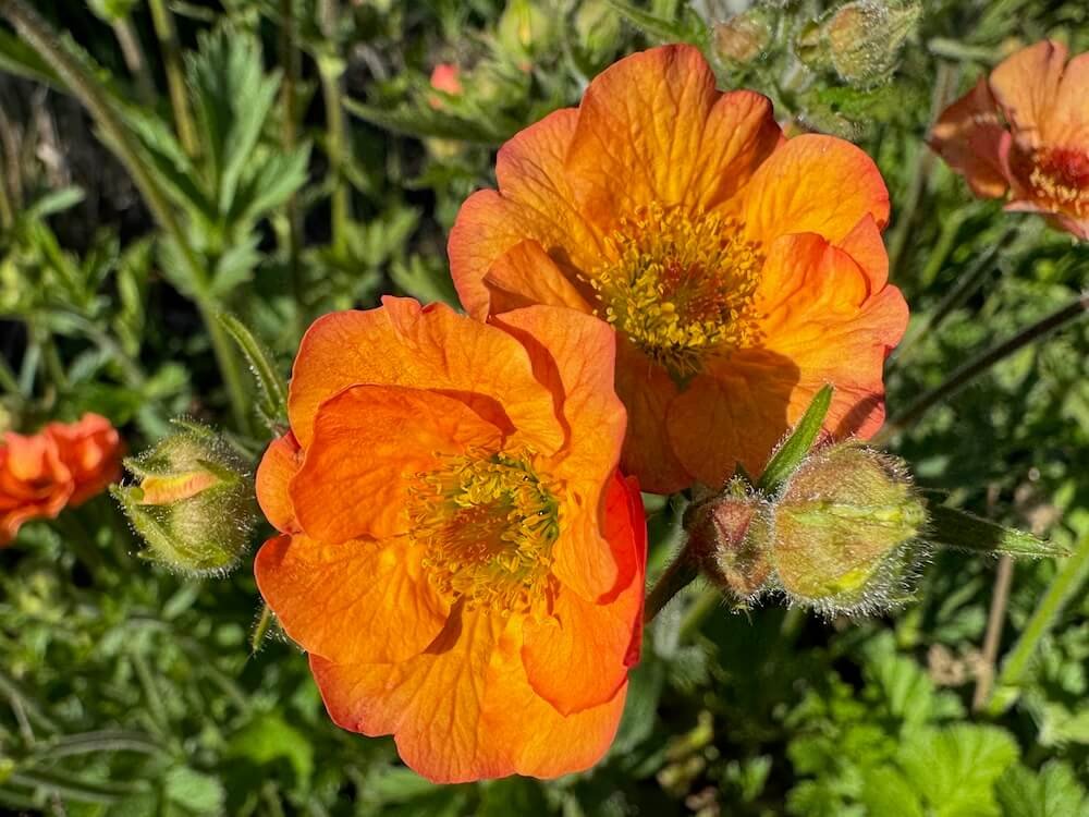 Geum rivale 'Marmalade'