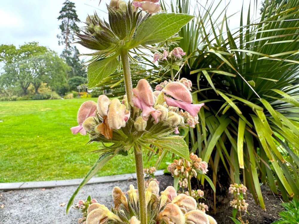 Phlomis samia