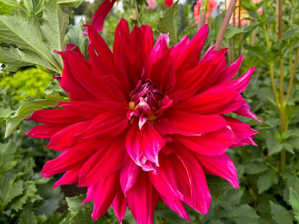 Dahlia 'Shockwave'