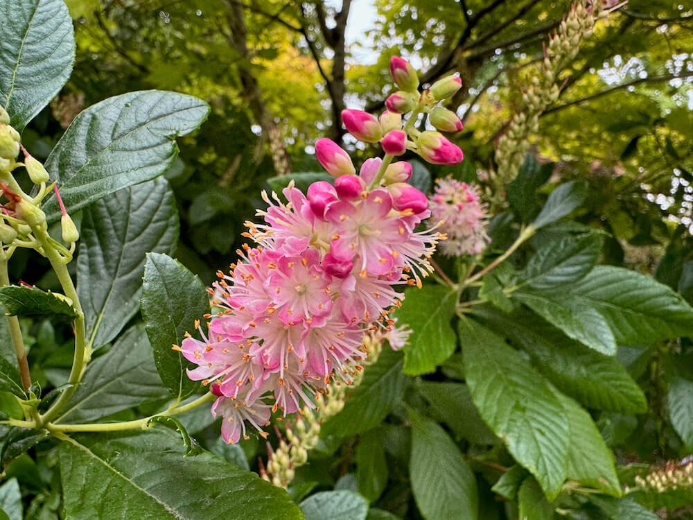 SUMMERSWEET (Clethra)