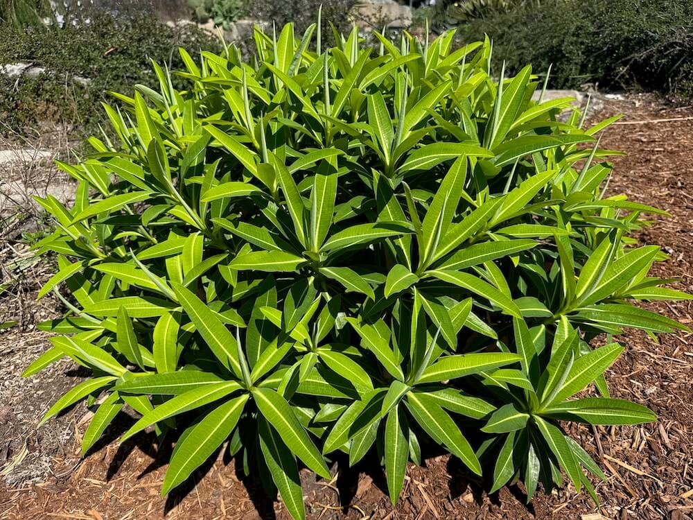 Euphorbia stygiana