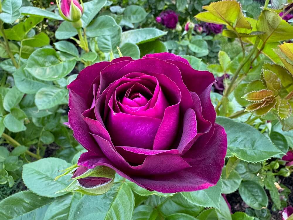 Rosa 'Twilight Zone'