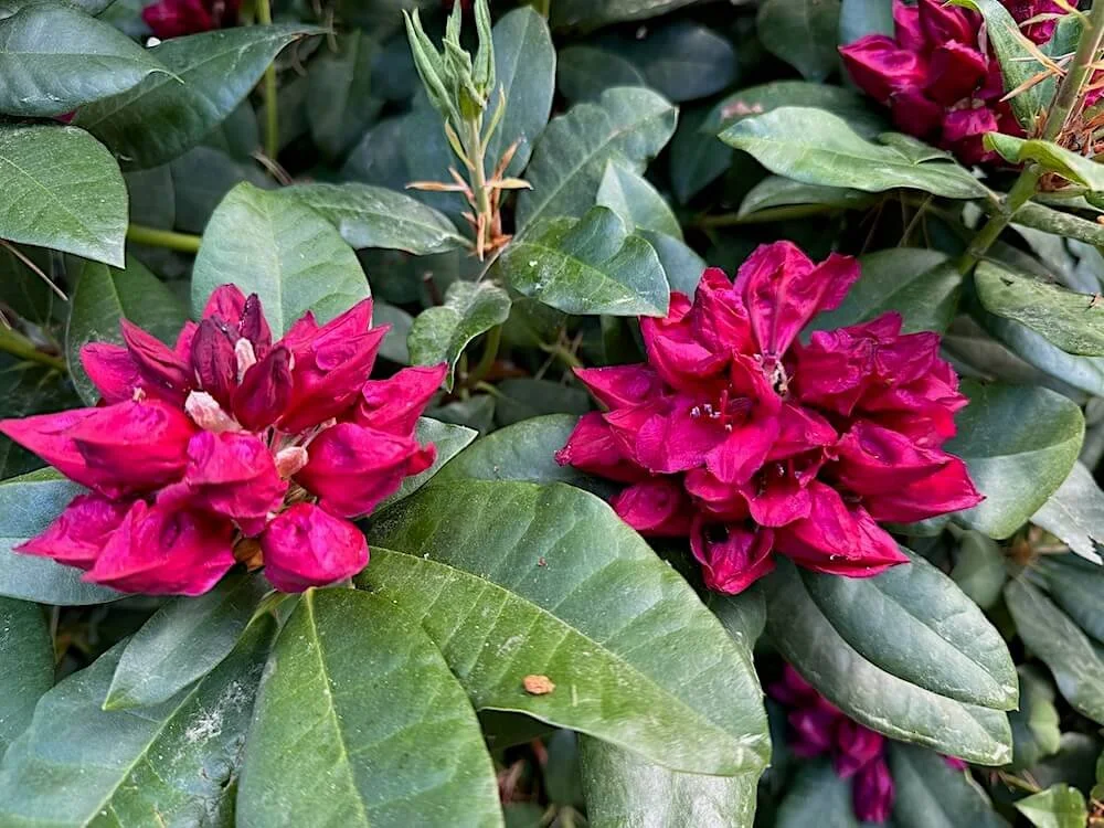 Rhododendron x 'Nova Zembla'