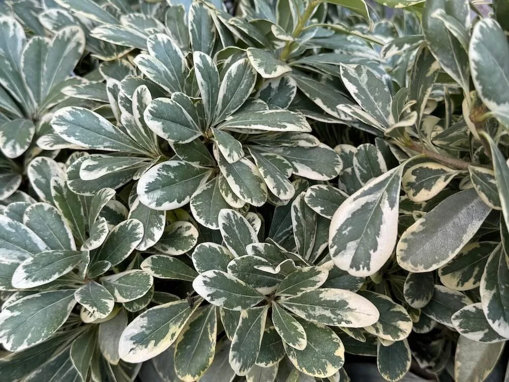 MOJO PITTOSPORUM (Pittosporum)