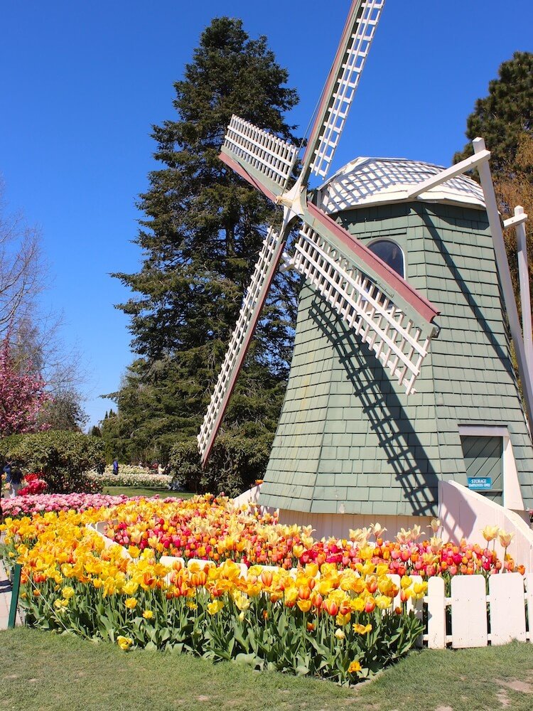 TULIP FIELDS