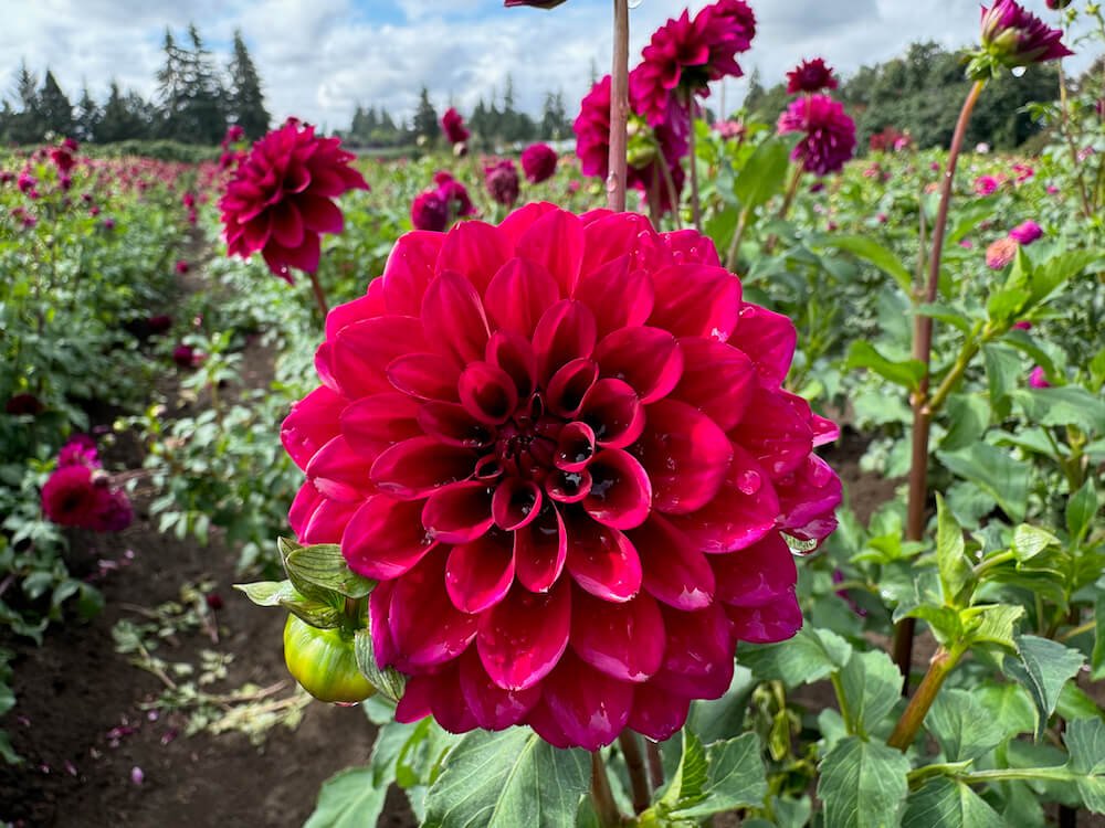 Dahlia 'Gonzo Grape'