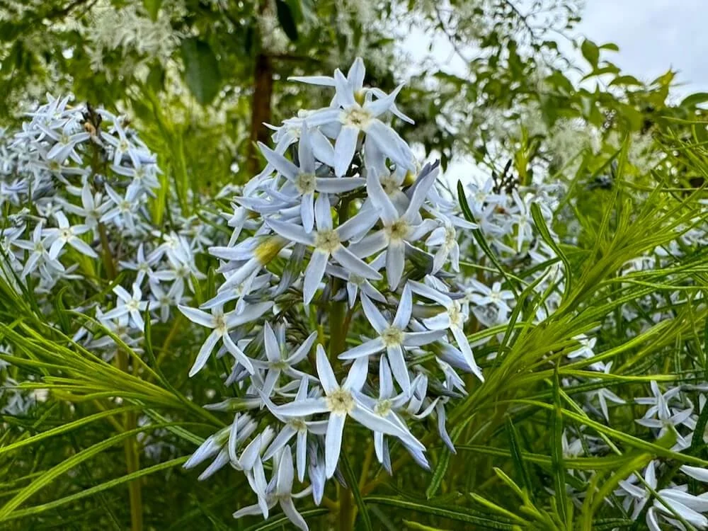 Amsonia hubrichtii