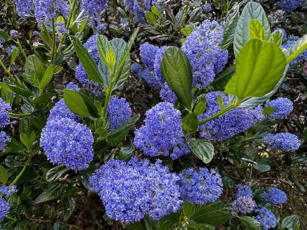 CALIFORNIA LILAC (Ceanothus)