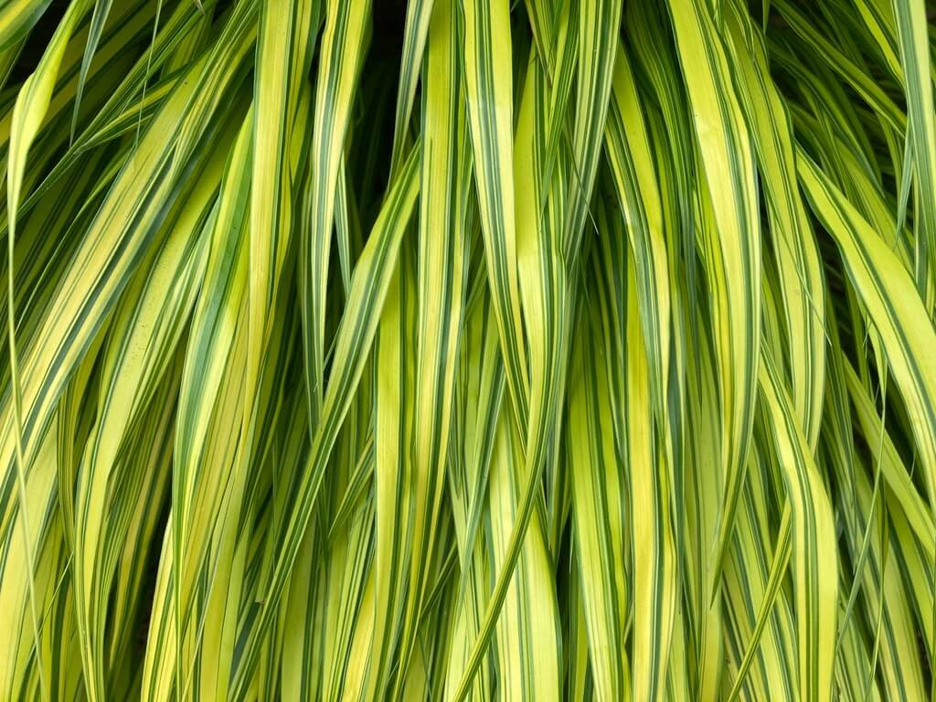 Hakonechloa macra ‘Aureola’