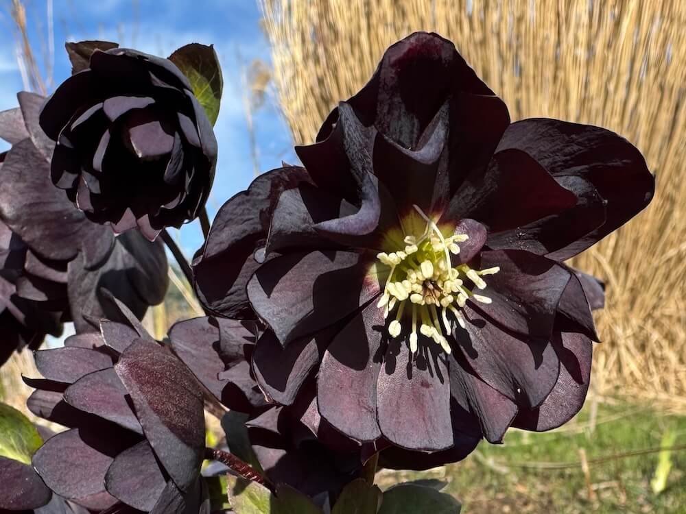 Helleborus × hybridus 'Double Black'