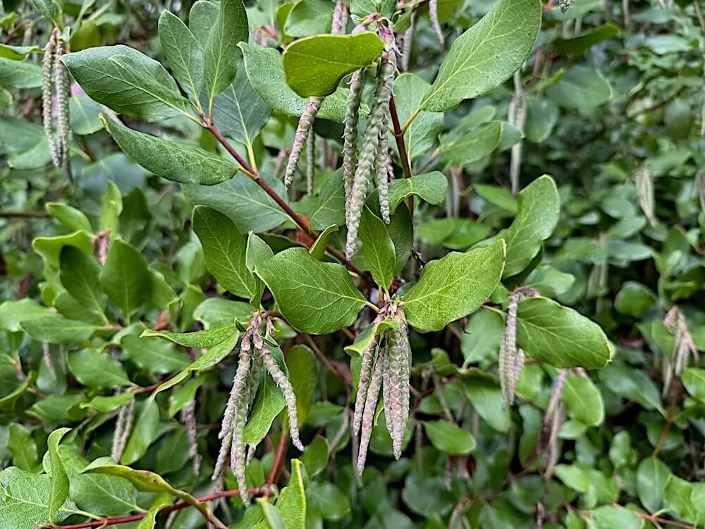 Garrya x issaquahensis 'Carl English'