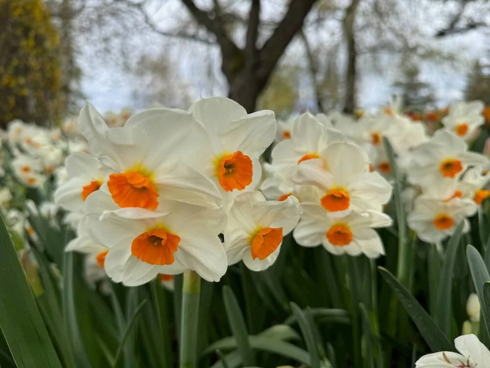 Daffodils
