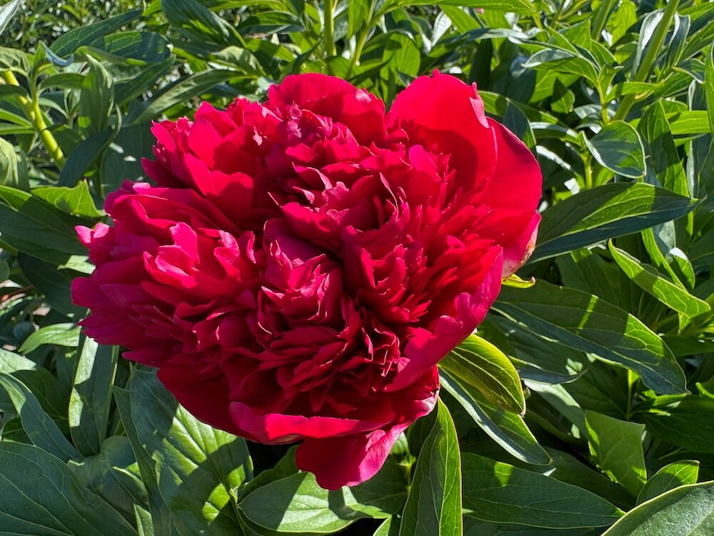 Paeonia lactiflora 'Diana Parks'