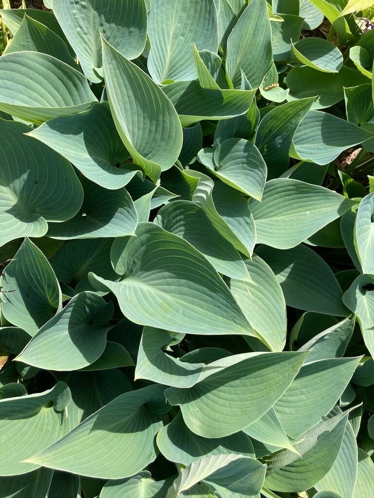 Hosta ‘Krossa Regal’