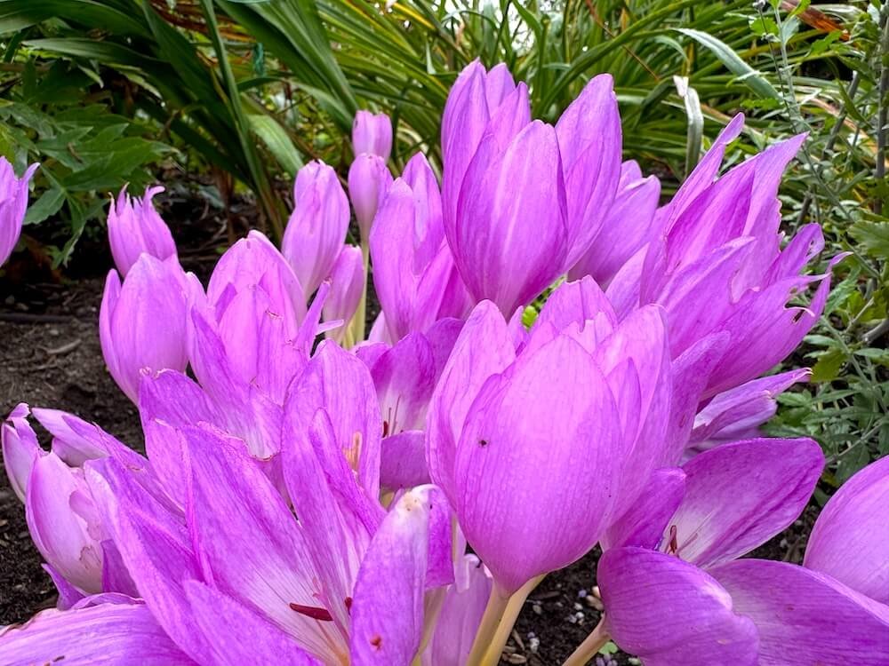Colchicum bornmuelleri