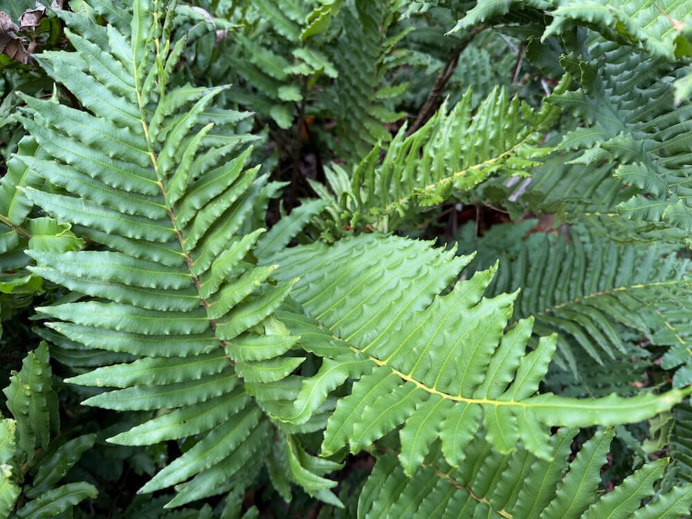 Blechnum chilense