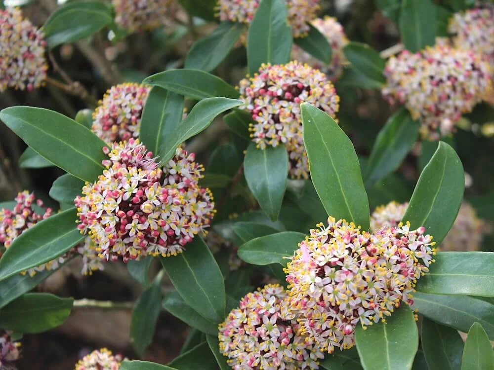 Shade Tolerant Shrubs