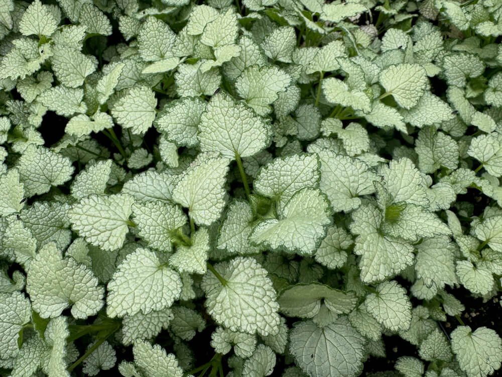 DEADNETTLE (Lamium)