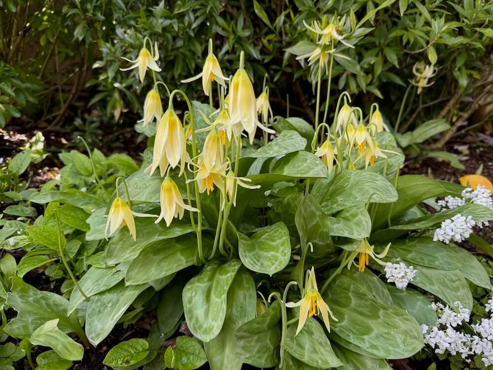 Erythronium oregonum