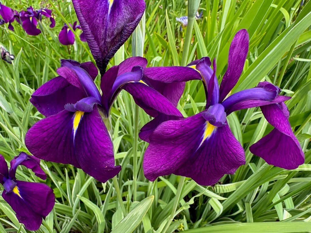Iris ensata 'Variegata'