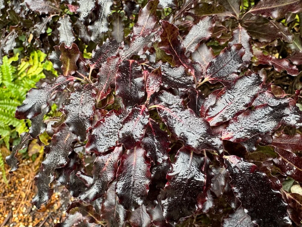 Pittosporum tenuifolium ‘Tom Thumb’