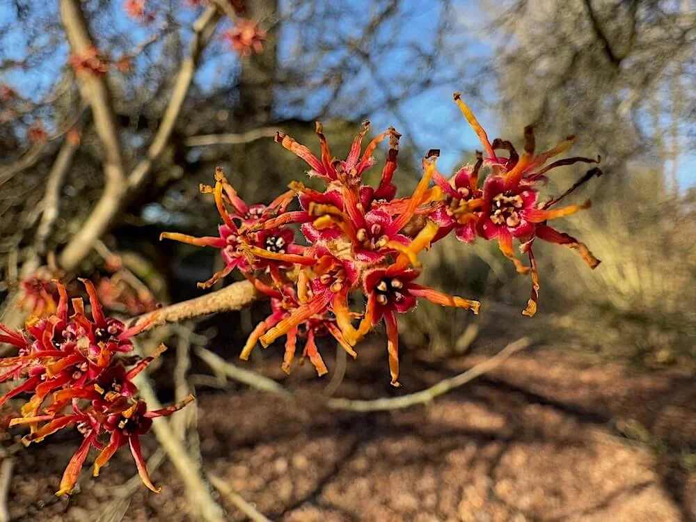 Hamamelis vernalis 'Christmas Cheer'