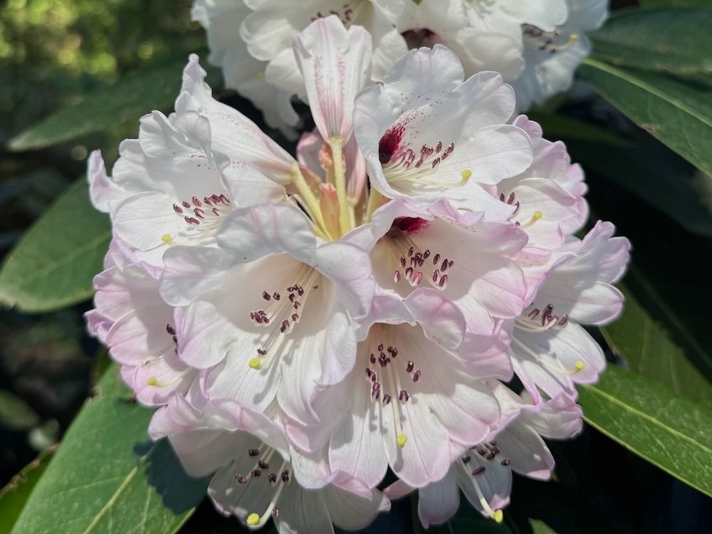 Rhododendron rex ssp. fictolacteum